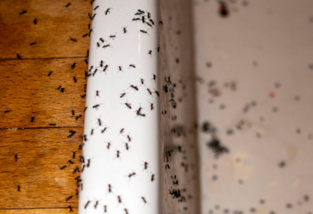 Best Bed Bug Extermination  in Forsyth, GA