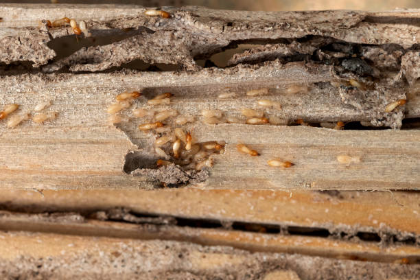 Best Pest Inspection Near Me  in Forsyth, GA